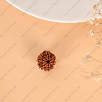Oorja 8 Mukhi Rudraksha (Nepal)